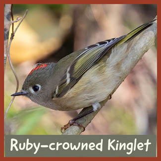 Ruby-crowned Kinglet